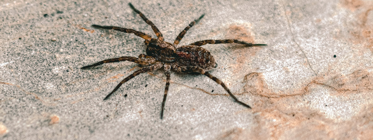 large spider crawling on the ground.