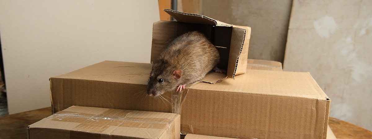 image of a rat crawling in a cardboard box.