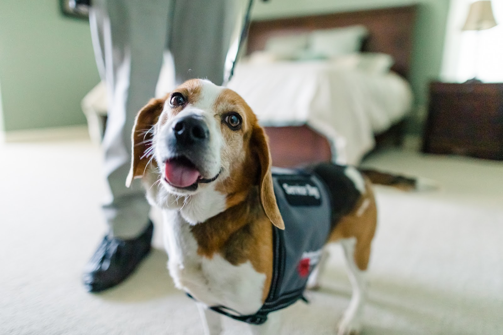 beagle looking into camera