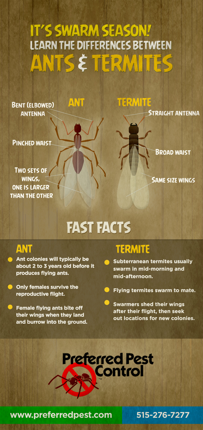 It's Swarm Season! Learn The Differences Between Ants & Termites