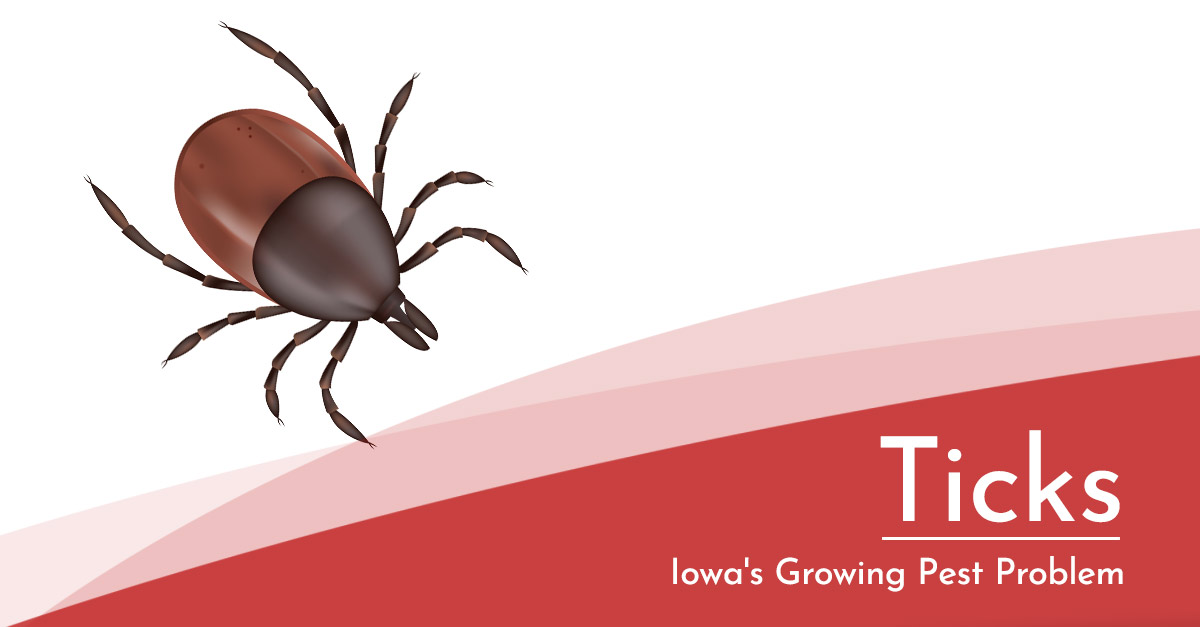 Beware of Tick Bites and the Diseases They Can Cause