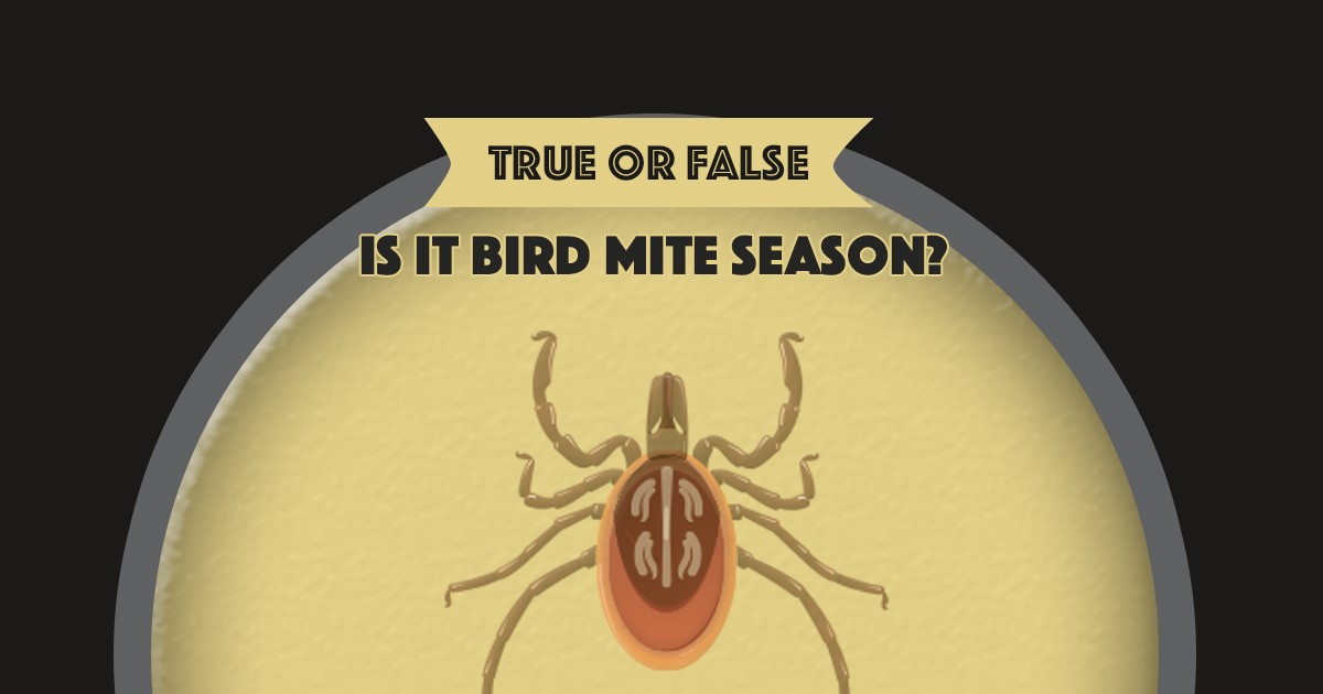 Preferred Pest Control Mite Season