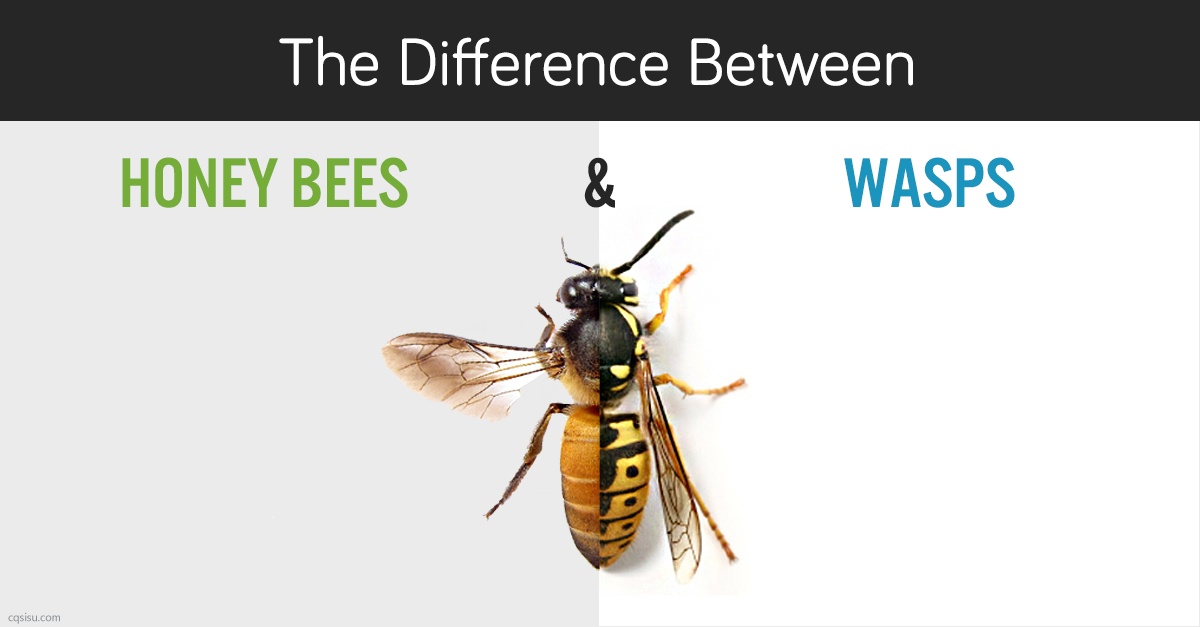 difference between bees and wasps.