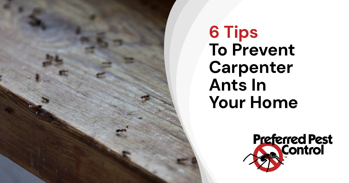 6 tips to prevent carpenter ants in your home