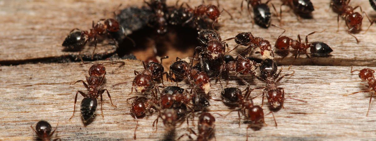 Ants crowding around wood