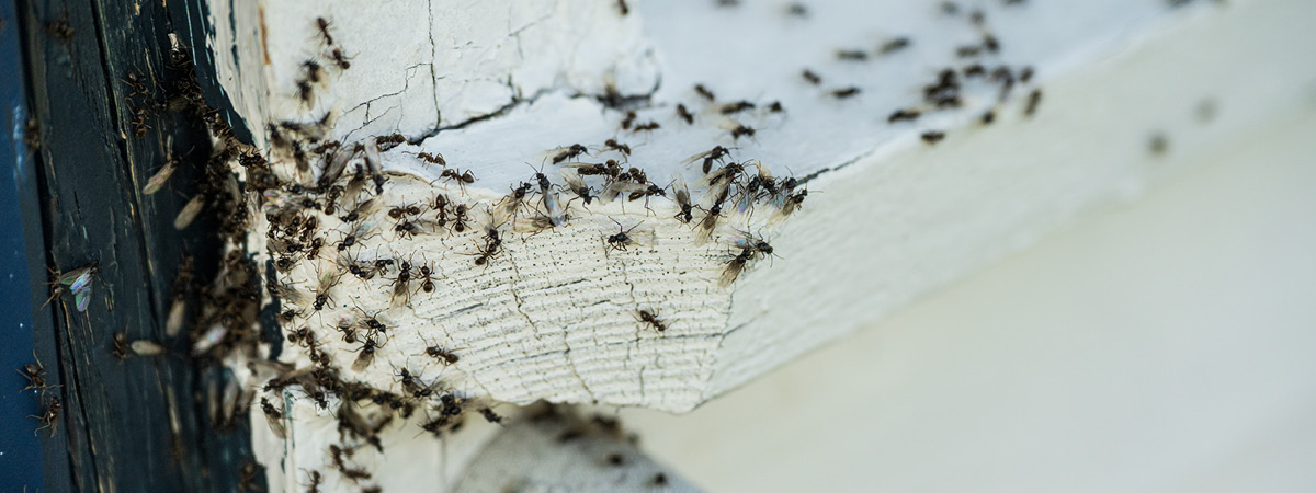 Ants eating wood siding
