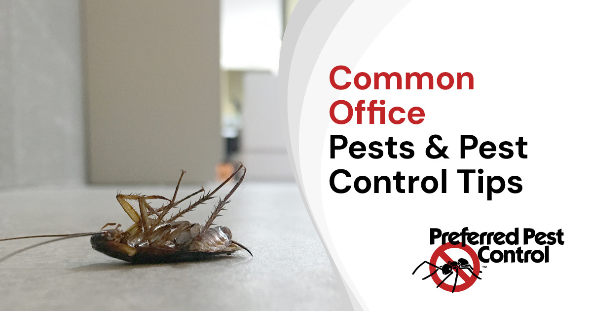 Common office pests & pest control tips