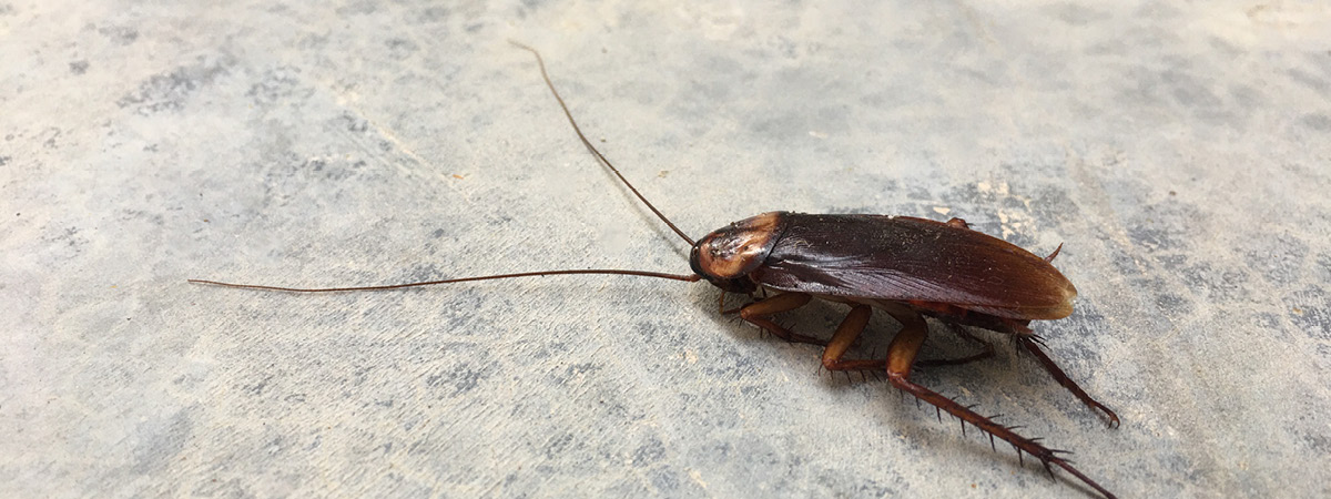 cockroaches on concrete