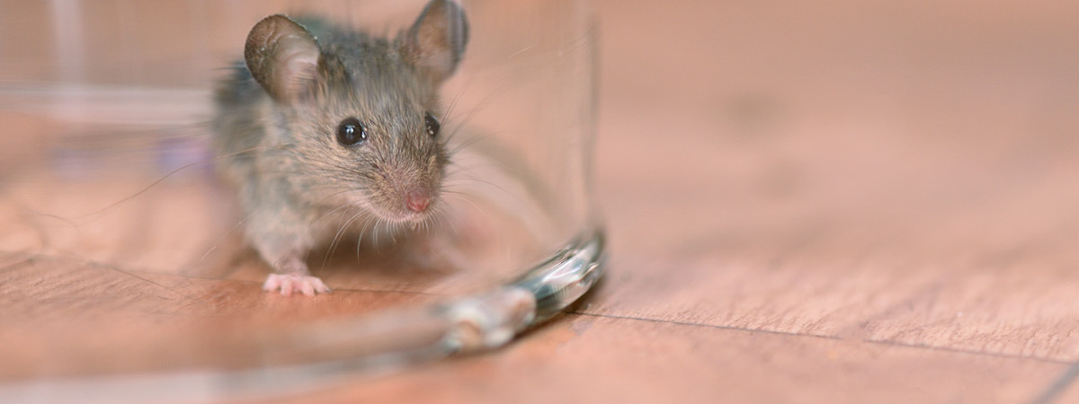 Mouse under a bowl