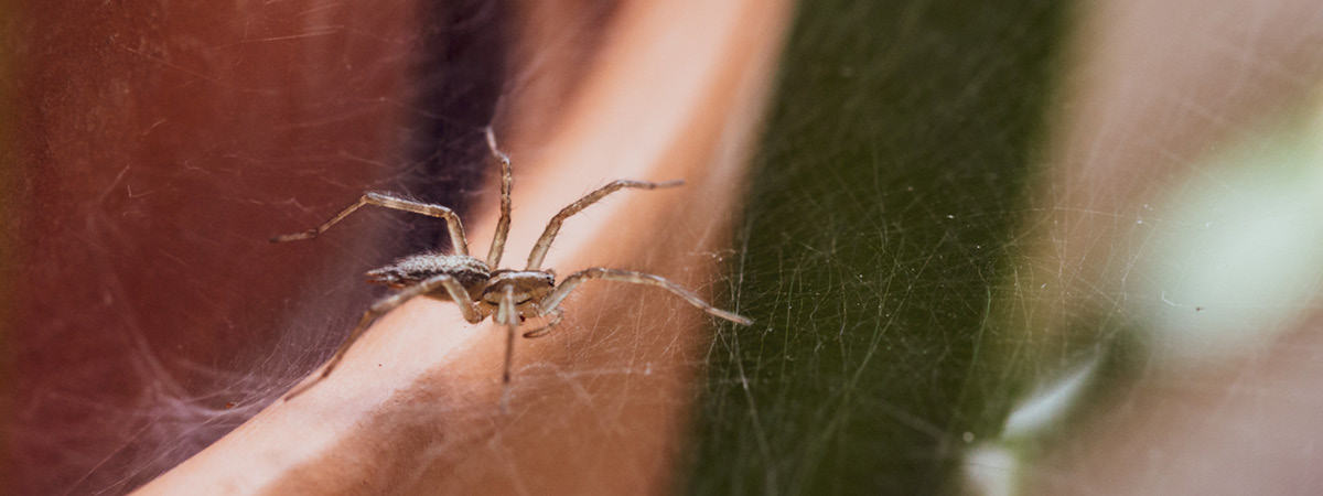 Spider and nest near a potted plant
