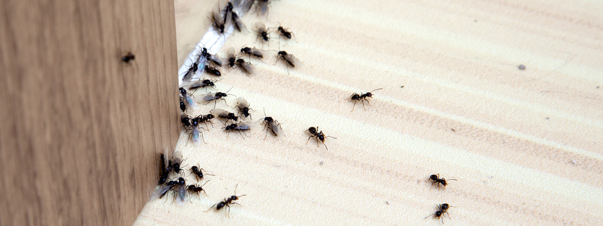 Ants on a wooden floor