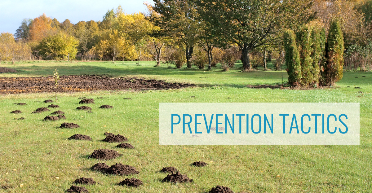 Mole Prevention Tactics