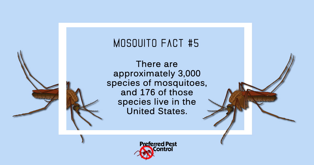 Mosquito Facts | Preferred Pest