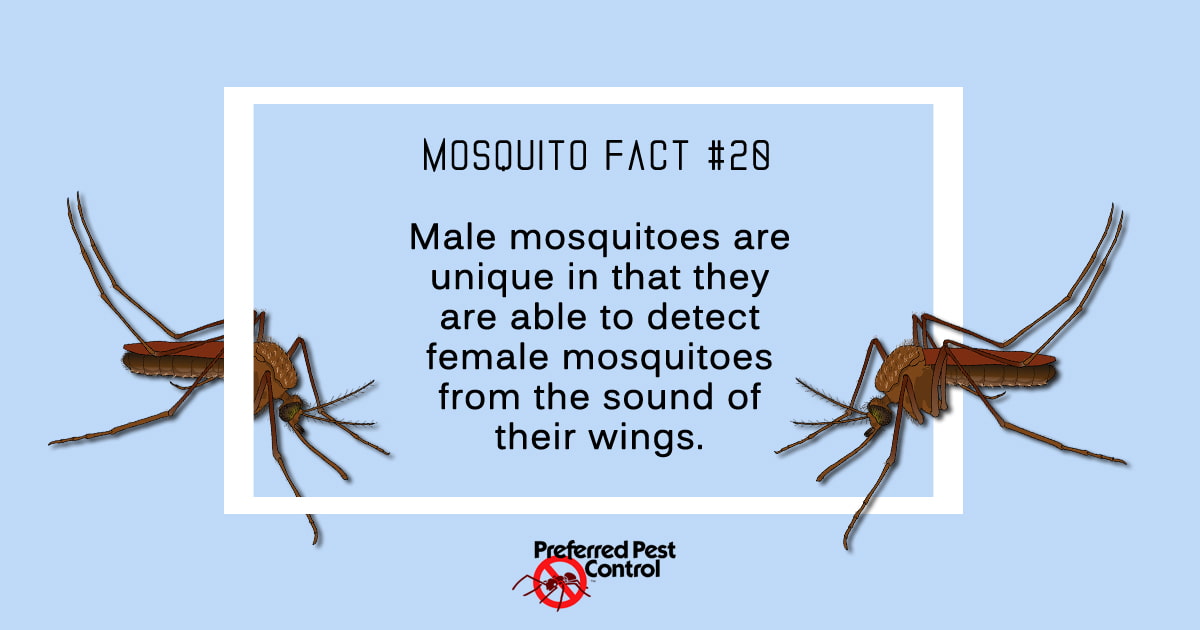 Mosquito Facts | Preferred Pest