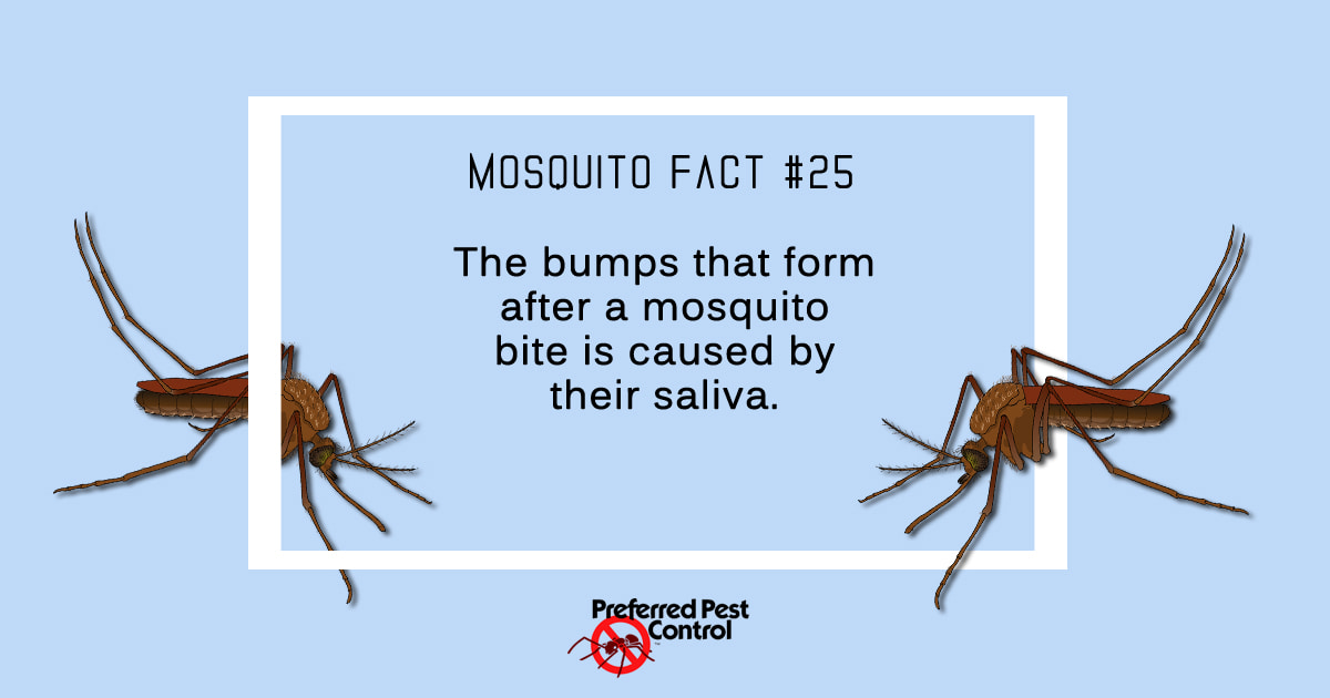 Mosquito Facts | Preferred Pest