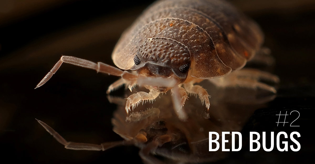 2017 Des Moines Nuisance Pests
