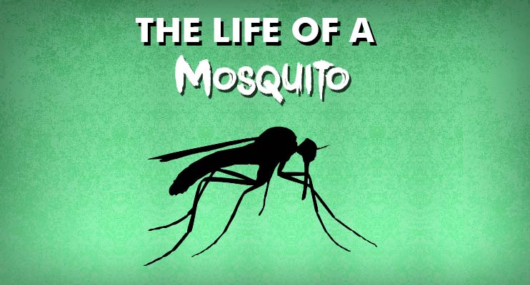 Preferred Pest Control, Tips to Win the War Against Iowa's Mosquitoes