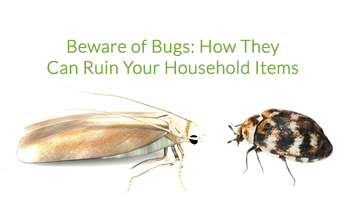 Beware of Bugs: How They Can Ruin Household Items