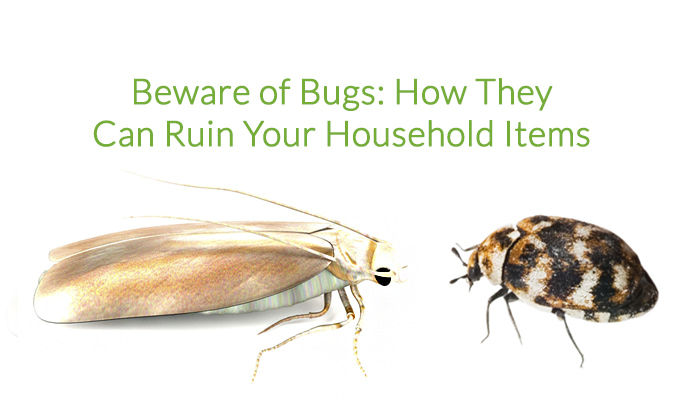 Carpet Beetles Life Cycle Control Exterminating Company