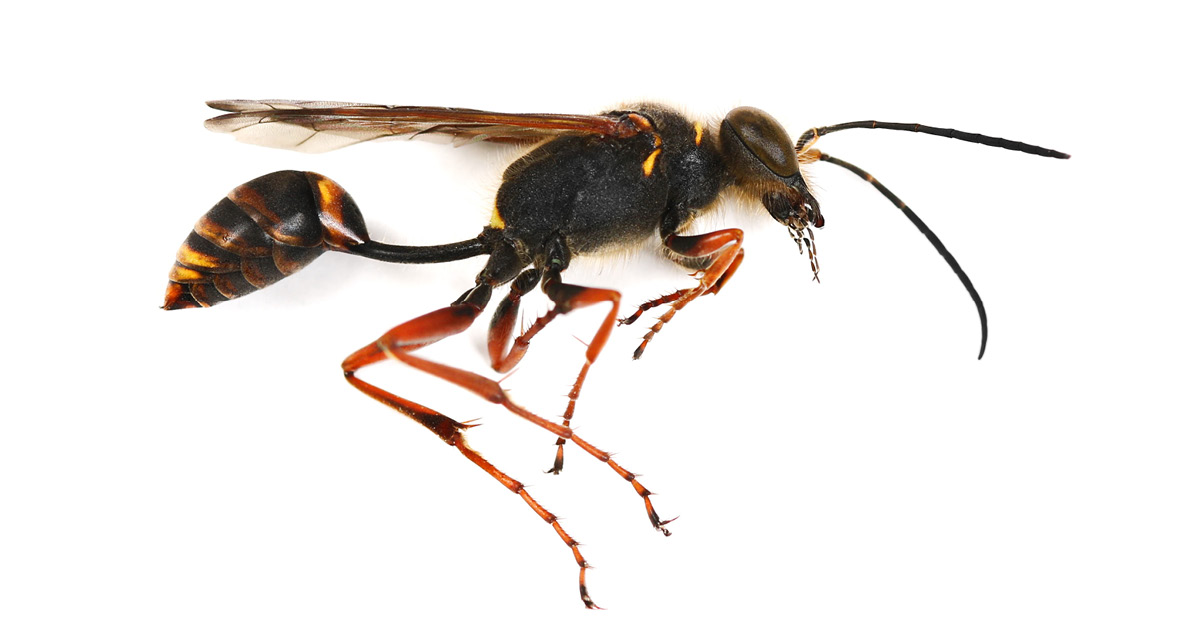 Mud Dauber Wasp