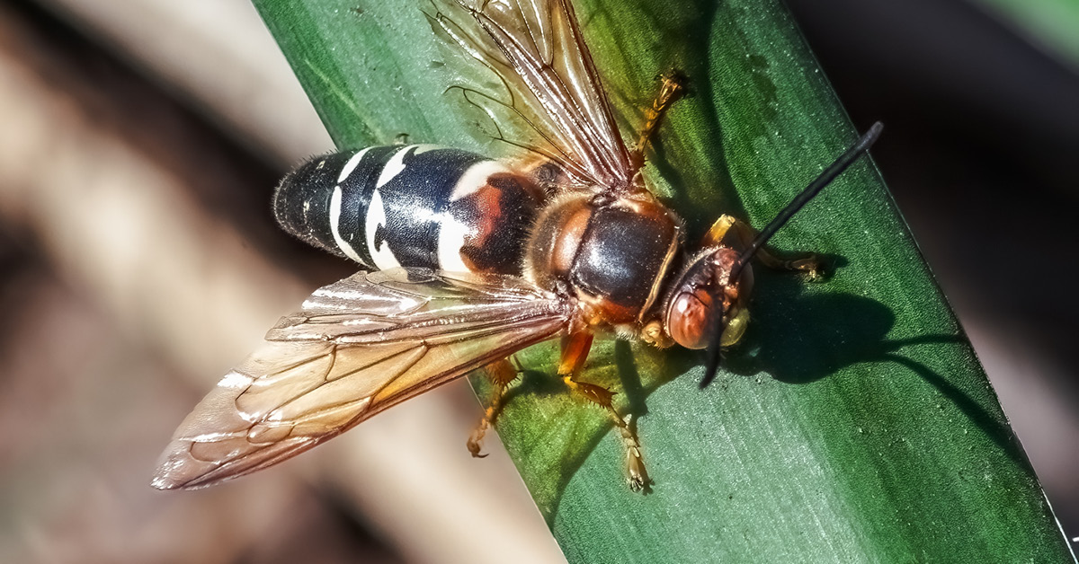 cicada killer wasp