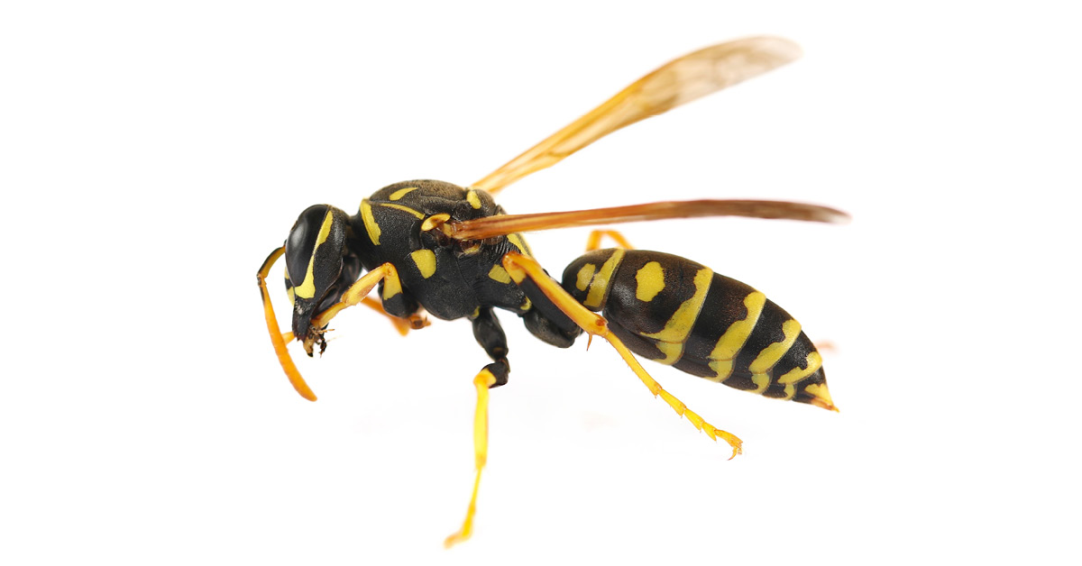 Paper Wasp