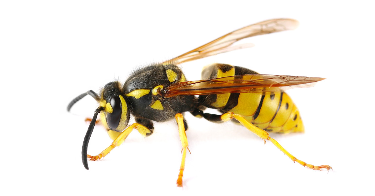 Yellow Jacket Wasp