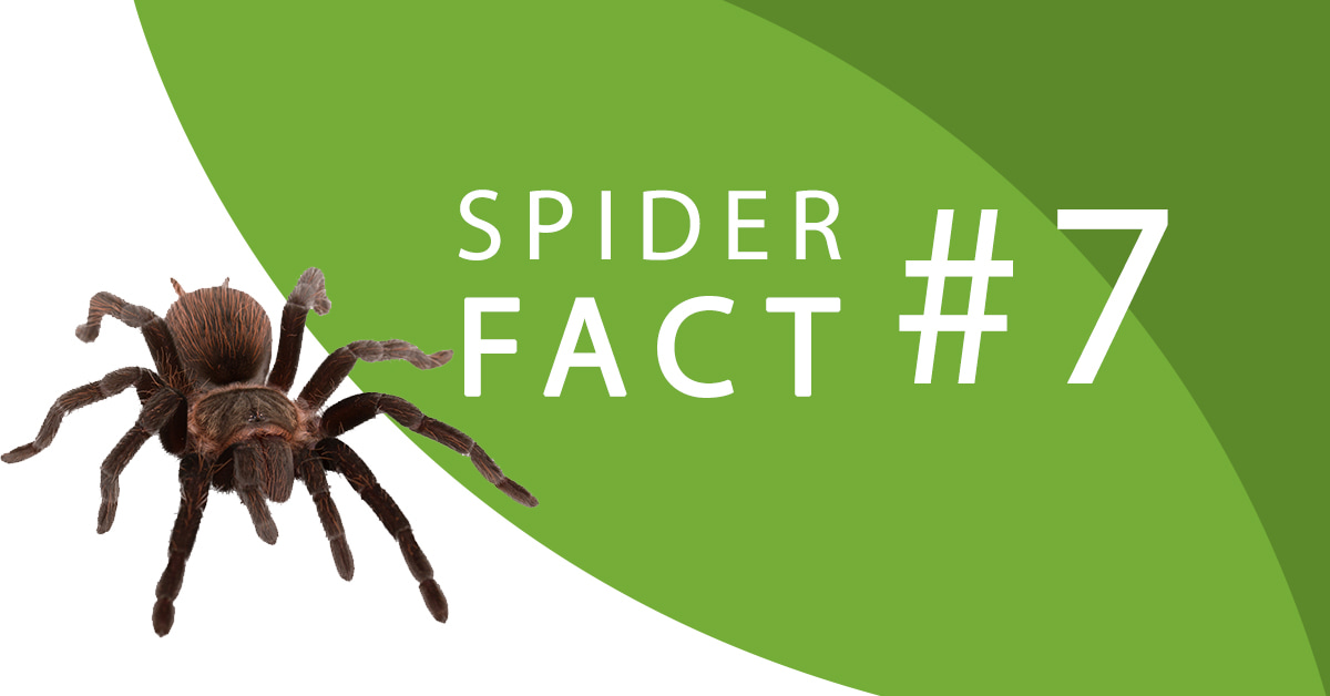 spider-fact-7 spider-facts-seven
