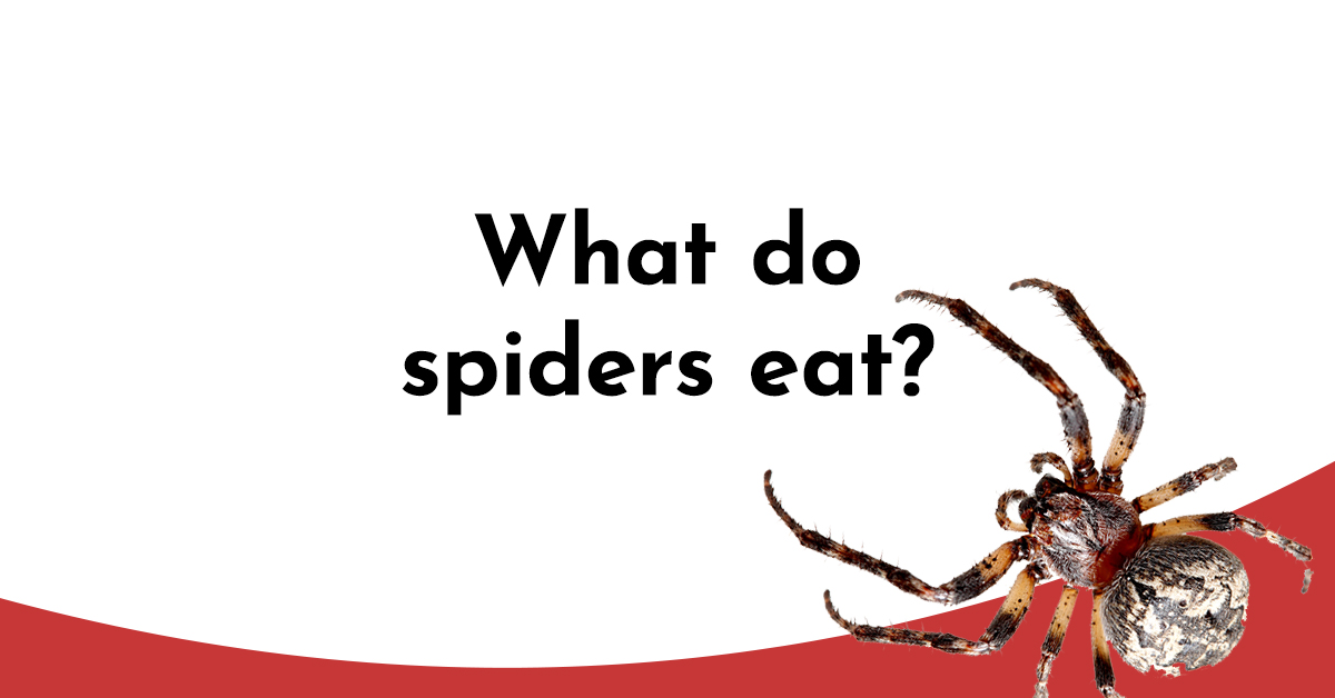 Types of Spiders with Interesting Facts