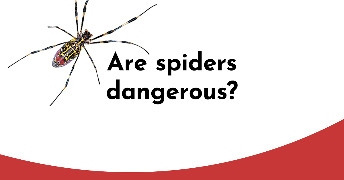are spiders dangerous