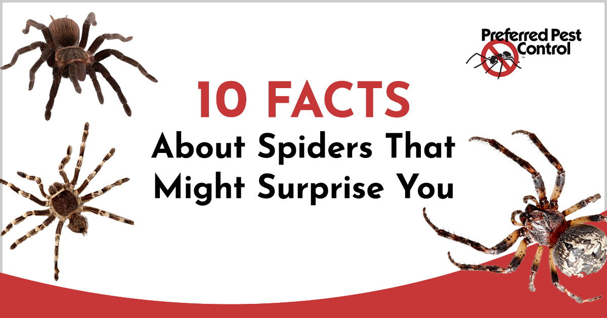 Spiders Facts & Information