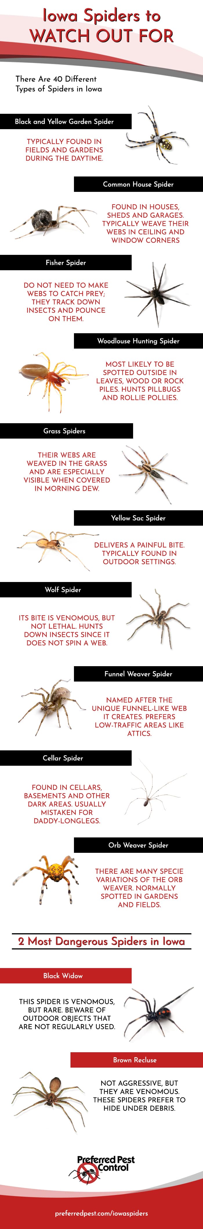 Infographic Common Spiders Found In Iowa Area