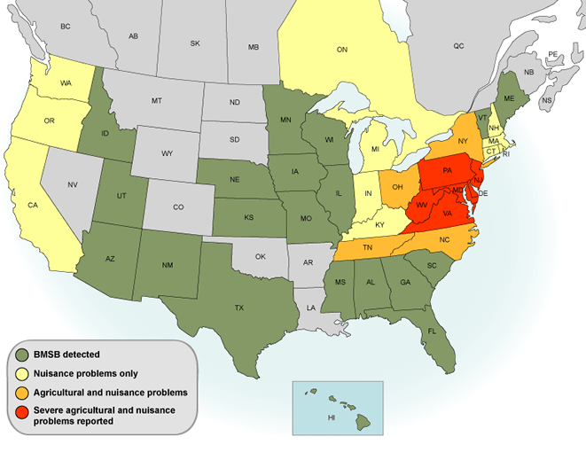 stink bug populations