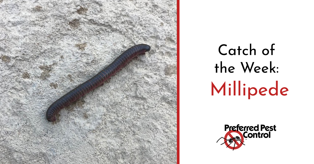 how to get rid of millipedes.