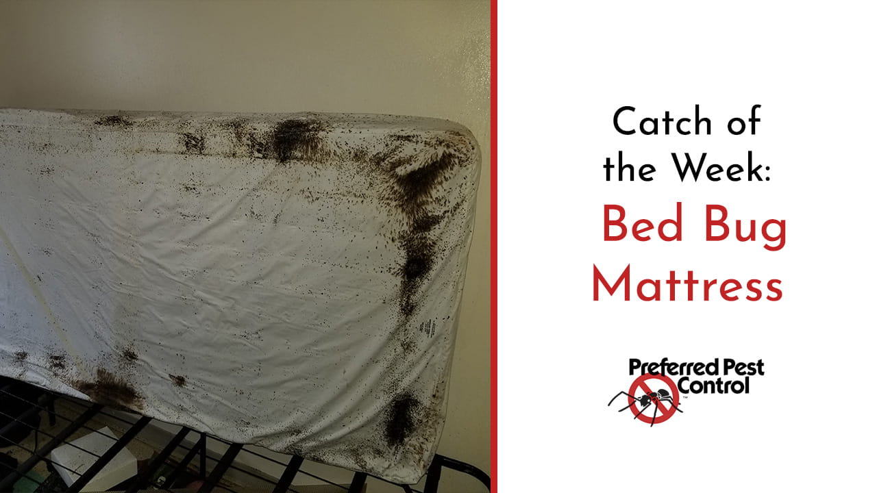 Severe Local Bed Bug Infestation