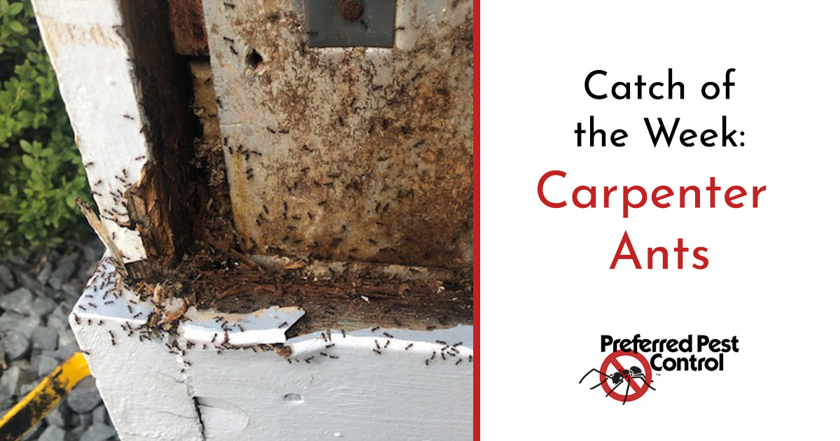 Carpenter Ant Infestation in Des Moines Home