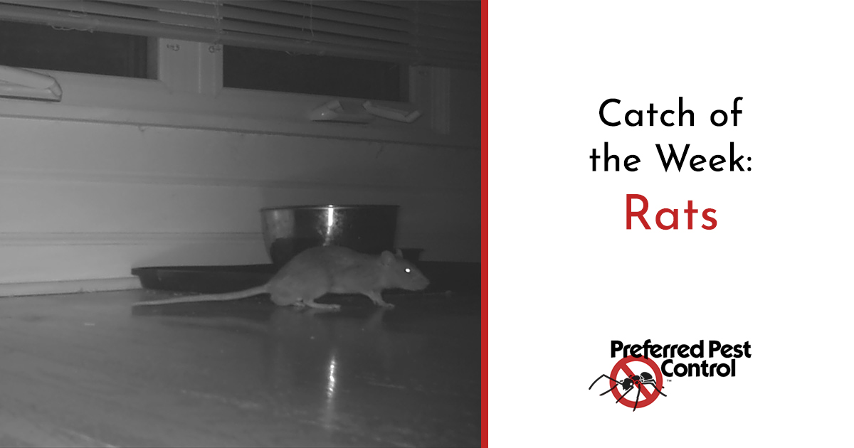 rodent control des moines