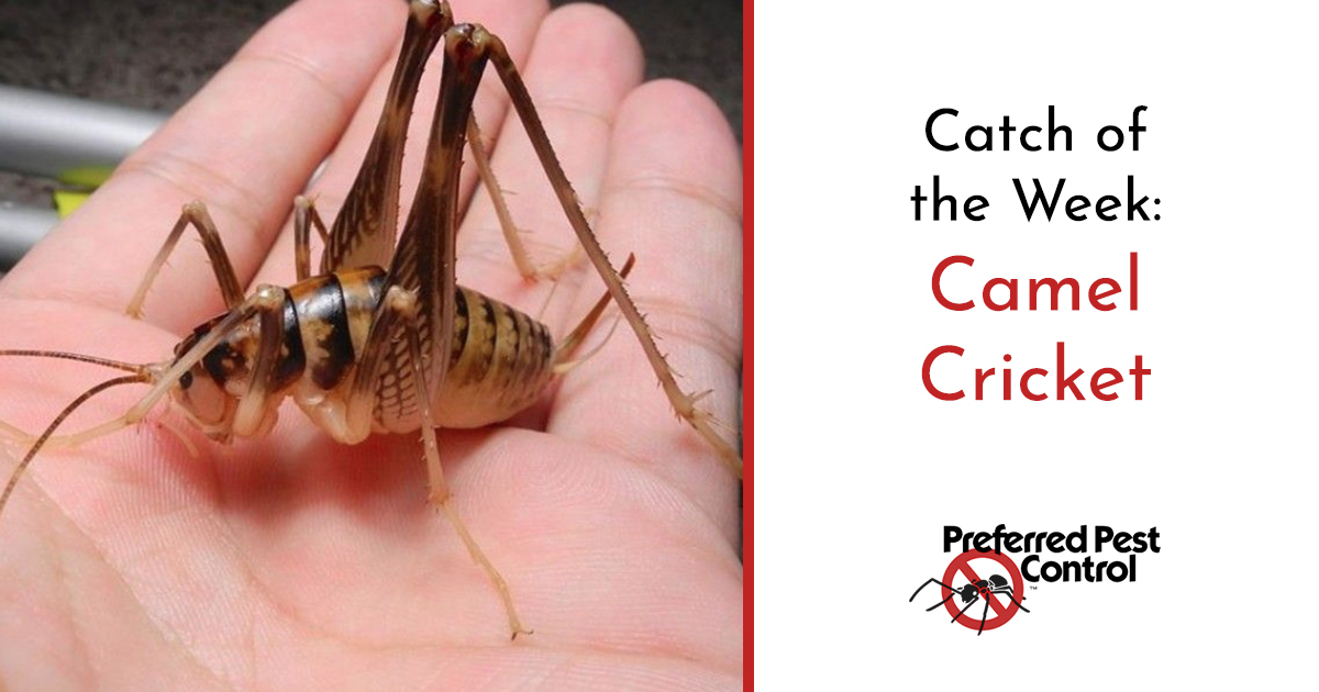 Avoid Camel Crickets In Your Home, Cave Crickets In My Basement