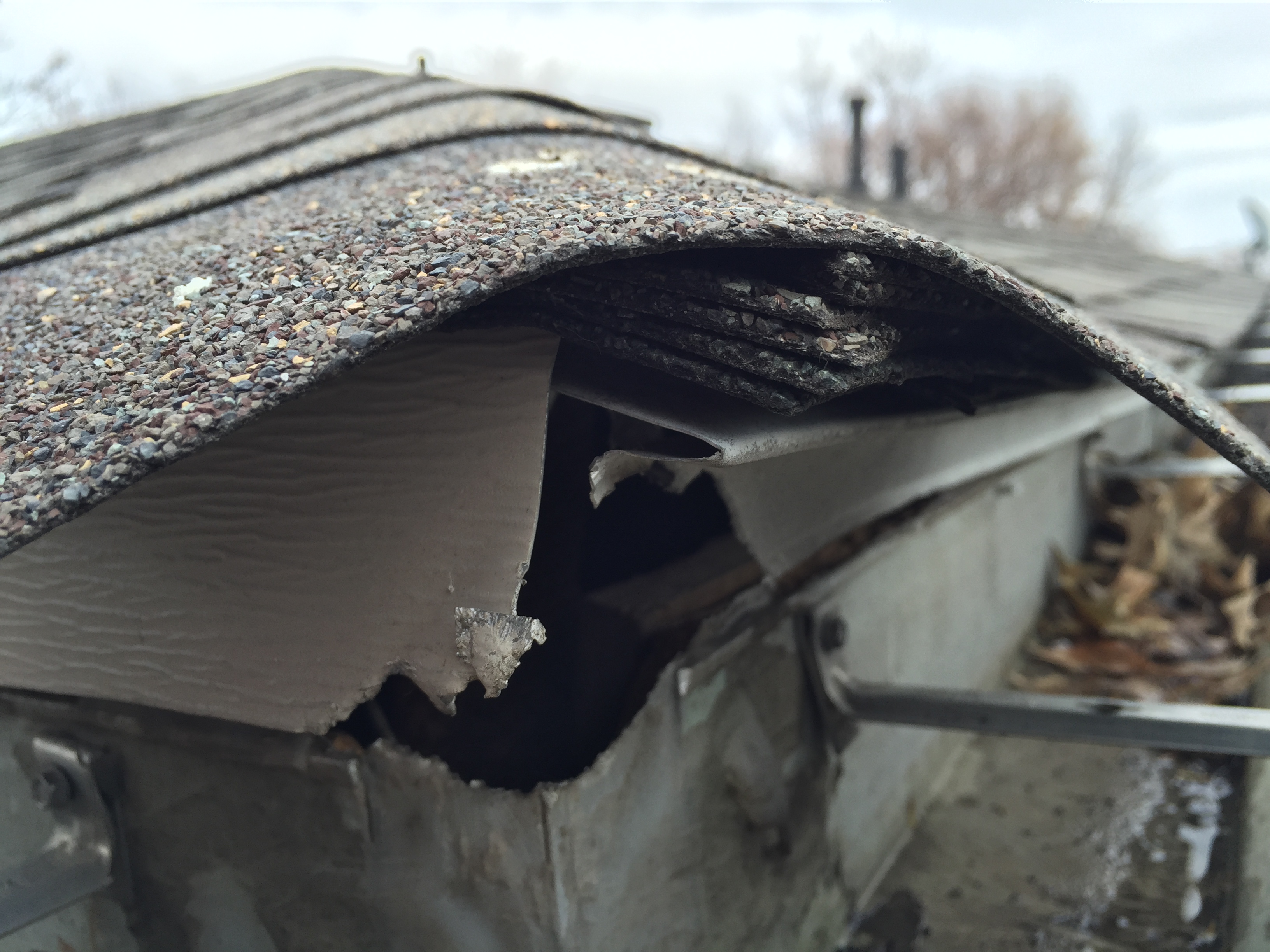 squirrel chews through roof squirrel in the attic