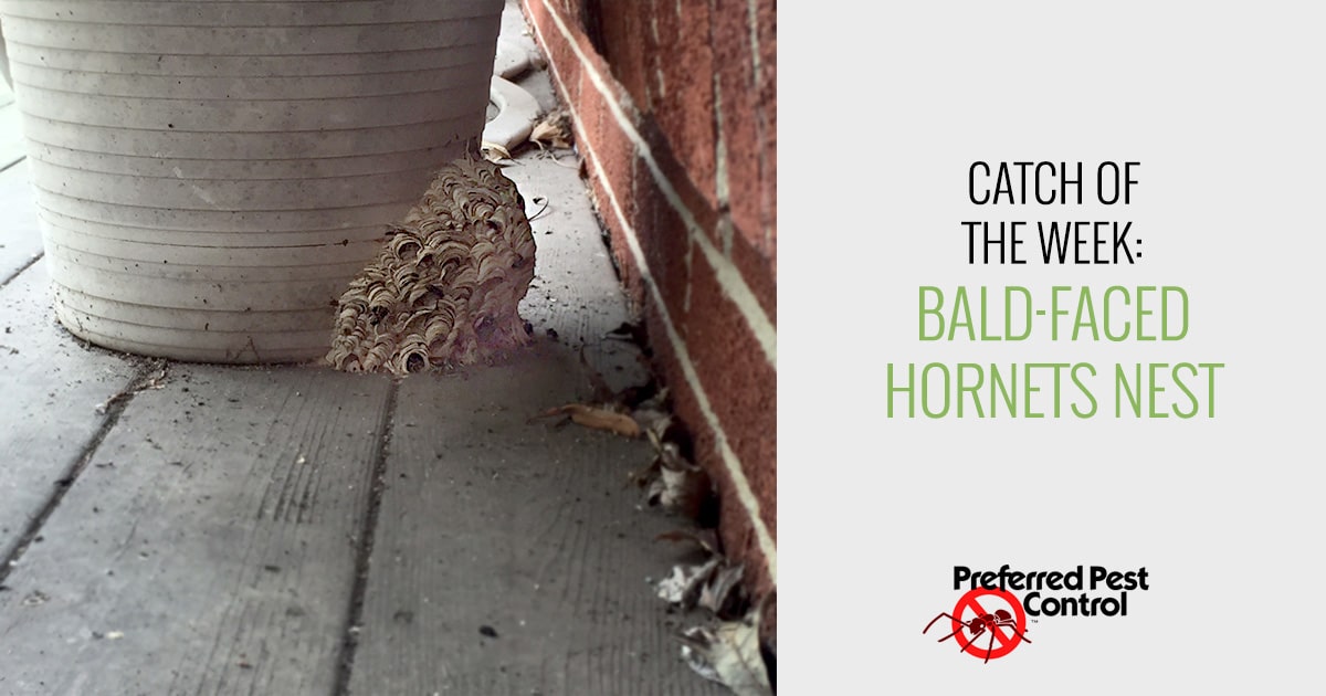 Bald-Faced Hornets Nest