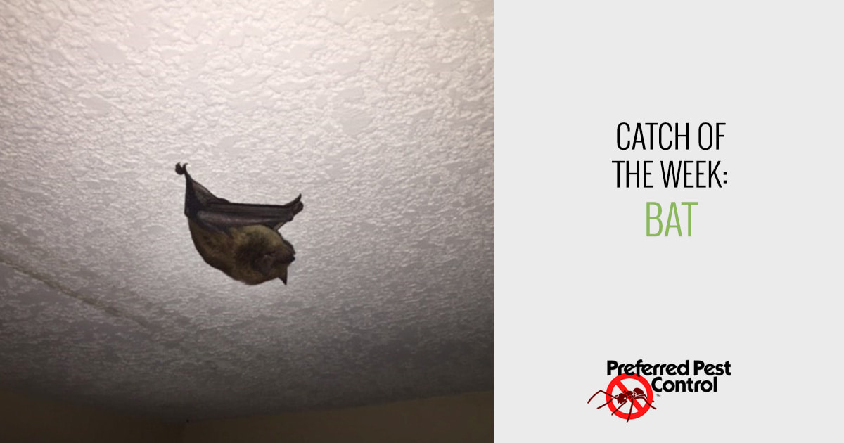 Bat Removal Des Moines Iowa