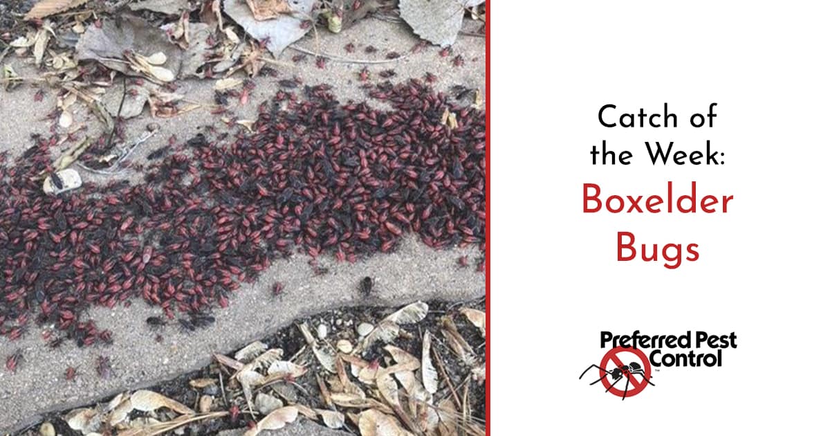 boxelder bugs