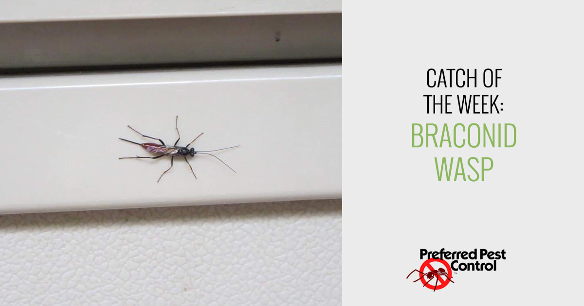 Des Moines Wasp Removal 
