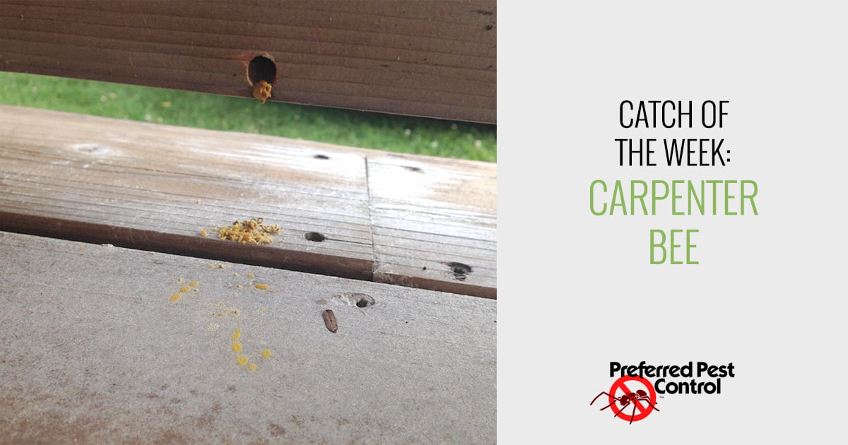 Des Moines Carpenter Bee Removal