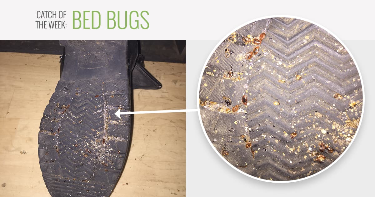 Des Moines Bed Bug Removal