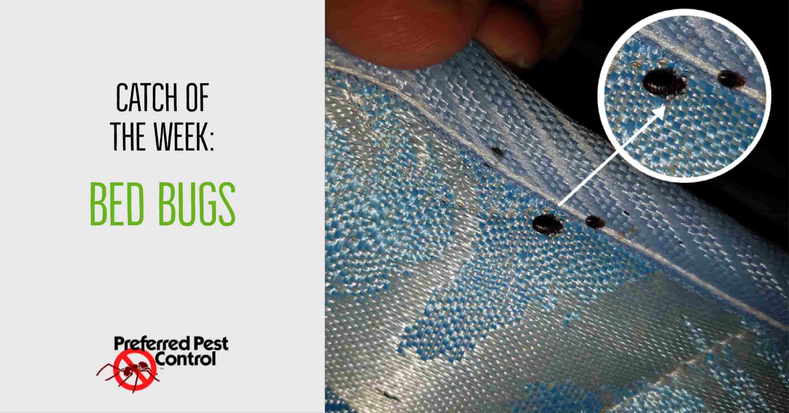 Catch of the Week: Bed Bugs