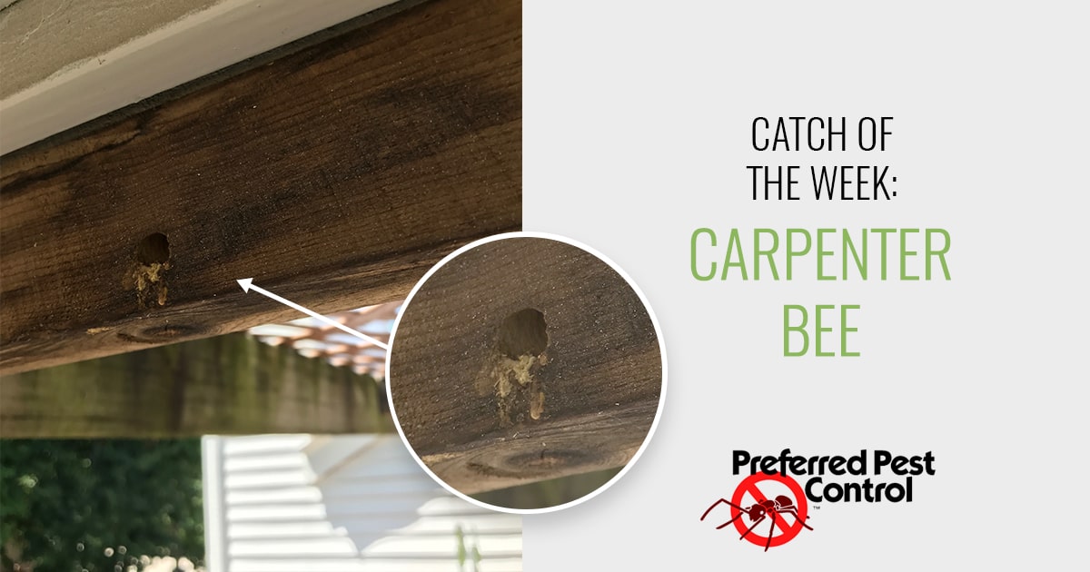 catch of the week: carpenter bee