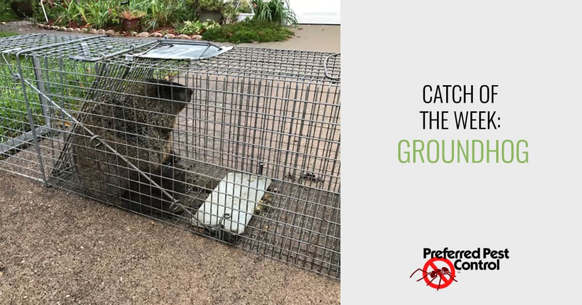 Catch of the Week: Groundhog