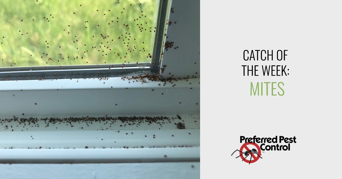 Newest Catch of the Week Clover Mites