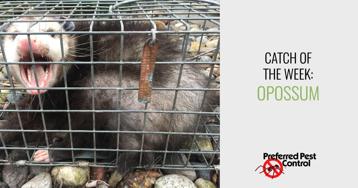 Des Moines Opossum Removal